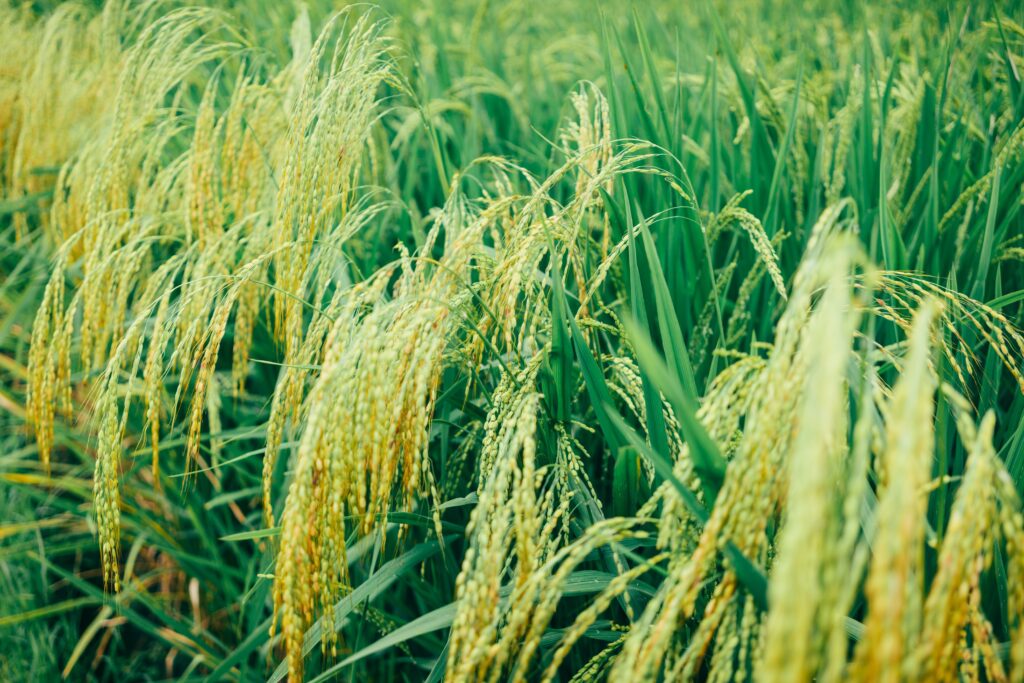 Close-up photograph showcasing a textured expanse of rice crop 