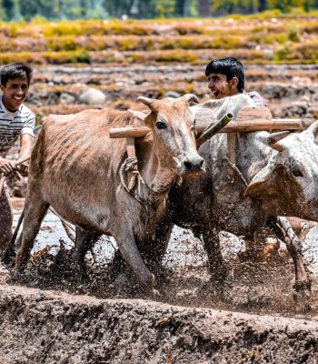 pexels-naveed-haiderme-16691978